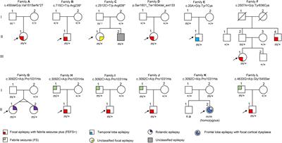 DEPDC5 Variants Associated Malformations of Cortical Development and Focal Epilepsy With Febrile Seizure Plus/Febrile Seizures: The Role of Molecular Sub-Regional Effect